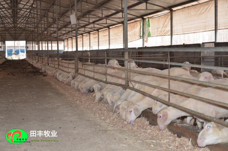 田豐牧業湖羊實景展示